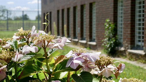 JVA Hahnöfersand - Fotostrecke Foto zum Thema "JVA Hahnöfersand": Im Vordergrund sind Blumen zu sehen, im Hintergrund ein Gefängnisgebäude im Unscharfen.