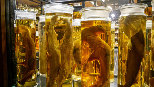 Foto zum Thema "Arbeiten im Museum": Zu sehen sind Fische, die in Behältern mit Alkohol lagern, darunter ein kleiner Hammerhai.