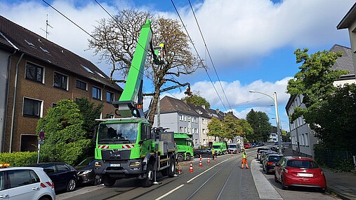 Foto zum Thema "kommunale Baumpflege": Zu sehen sind Baumpflegearbeiten in der Nähe einer Oberleitung.