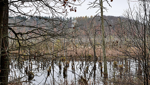 Foto zum Thema Forstwirtschaft und Klimawandel: Zu sehen ist das Hochmoor Lieper Posse, das erfolgreich renaturiert wurde.